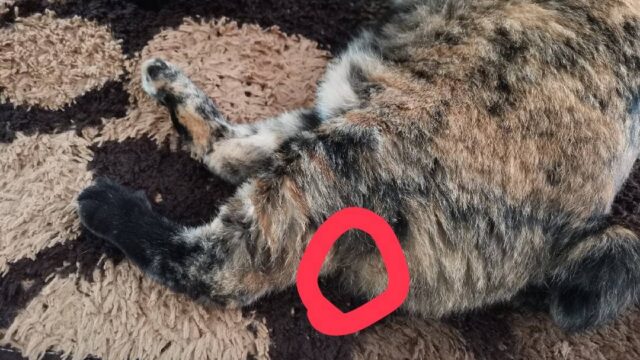 足を怪我したサビ猫
