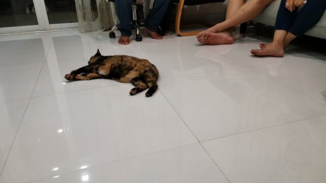 リビングで寝るサビ猫