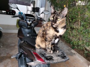 猫が作業のシャマ