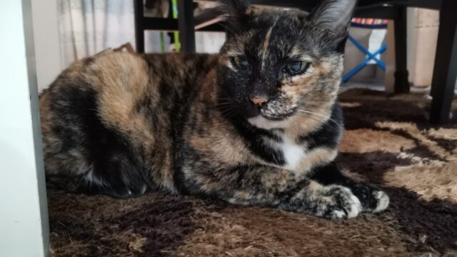 喧嘩に負けて悲しい猫