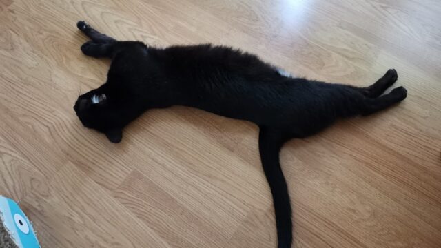 伸びる黒猫