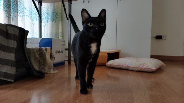 喜んでる黒猫