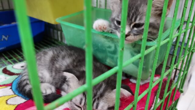 アメショー+アメリカンカール (ミックス) の子猫