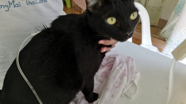 皮下点滴中の黒猫