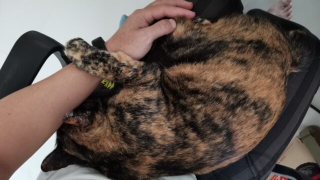 甘え中のサビ猫