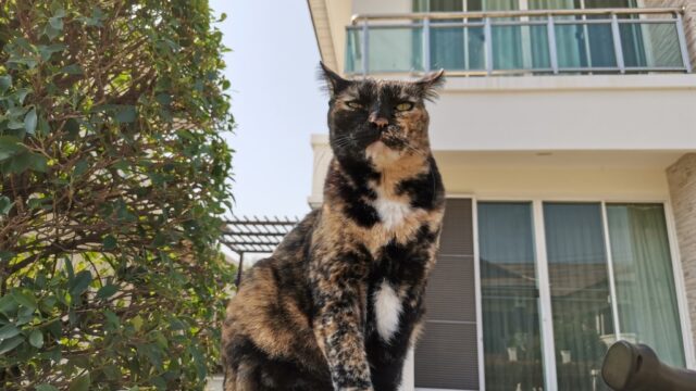 警戒中のサビ猫