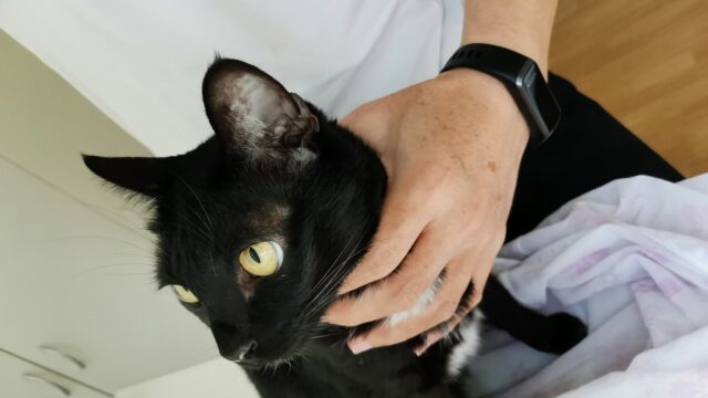 点滴を気にしてる黒猫