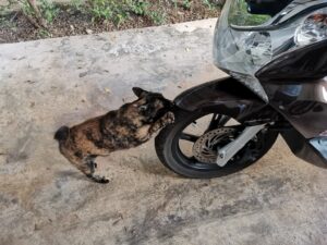 バイクのタイヤで爪とぎ