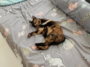 仰向けで寝る猫