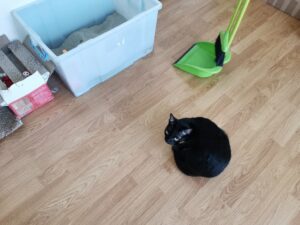 トイレ掃除待ちの猫