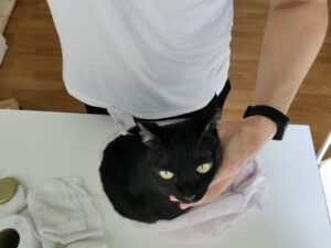 皮下点滴中の黒猫