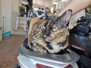 バイクの上の猫