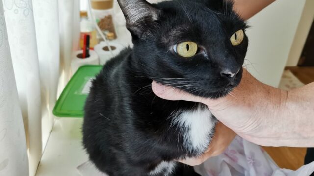 皮下点滴中の黒猫