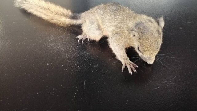猫から救助された小リス