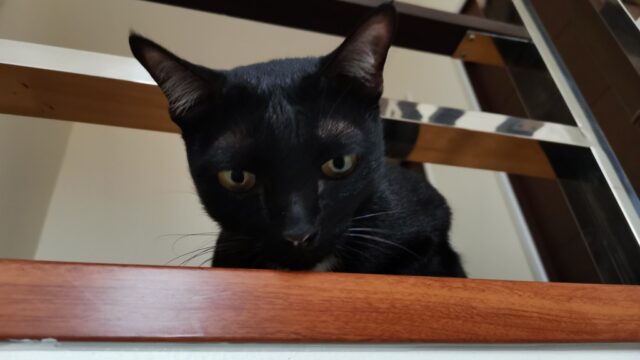 下を見る黒猫