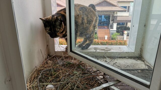 鳩の巣を狙う猫