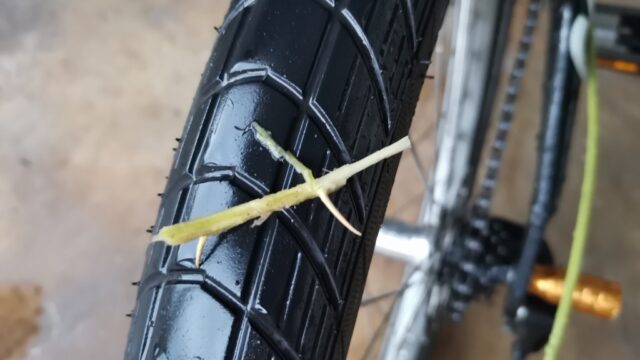 タイヤに刺さったブーゲンビリアのトゲ