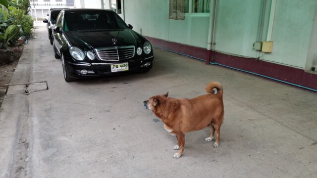 バンケーオ犬怖い