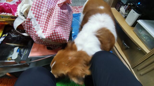 このバンケーオ犬は懐っこい