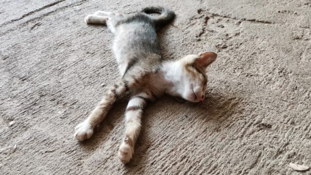 無防備に寝る子猫