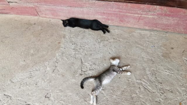 お寺で寝てる猫の親子
